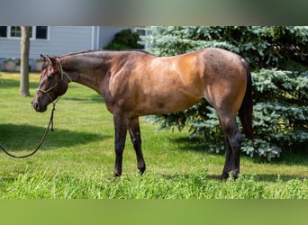 American Quarter Horse, Ruin, 5 Jaar, Roan-Bay
