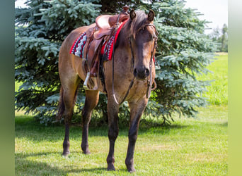 American Quarter Horse, Ruin, 5 Jaar, Roan-Bay