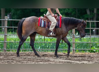 American Quarter Horse, Ruin, 5 Jaar, Roan-Bay