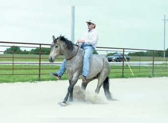 American Quarter Horse, Ruin, 5 Jaar, Roan-Blue
