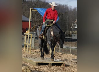 American Quarter Horse, Ruin, 5 Jaar, Roan-Blue