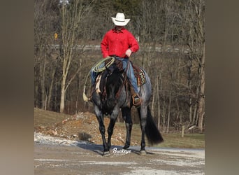 American Quarter Horse, Ruin, 5 Jaar, Roan-Blue