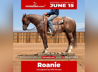 American Quarter Horse, Ruin, 5 Jaar, Roan-Red