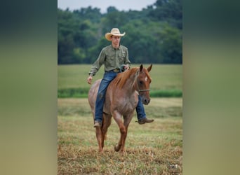 American Quarter Horse, Ruin, 5 Jaar, Roan-Red