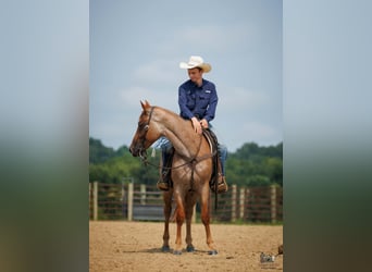 American Quarter Horse, Ruin, 5 Jaar, Roan-Red