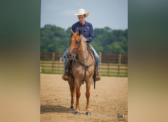 American Quarter Horse, Ruin, 5 Jaar, Roan-Red