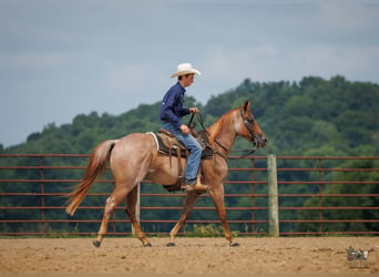 American Quarter Horse, Ruin, 5 Jaar, Roan-Red
