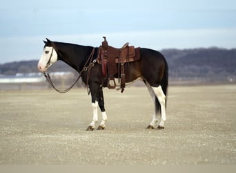 American Quarter Horse, Ruin, 5 Jaar, Roodbruin