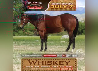 American Quarter Horse, Ruin, 5 Jaar, Roodbruin