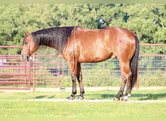 American Quarter Horse, Ruin, 5 Jaar, Roodbruin