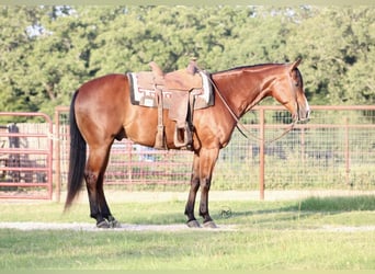 American Quarter Horse, Ruin, 5 Jaar, Roodbruin