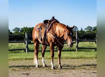 American Quarter Horse, Wallach, 5 Jahre, Rotfuchs