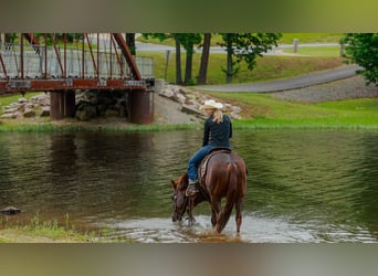 American Quarter Horse, Ruin, 5 Jaar, Roodvos