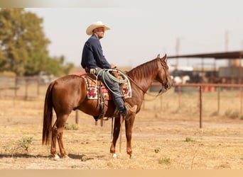 American Quarter Horse, Ruin, 5 Jaar, Roodvos