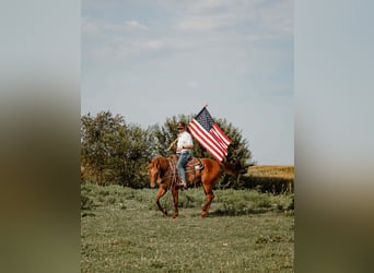 American Quarter Horse, Ruin, 5 Jaar, Roodvos