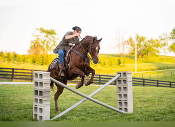 American Quarter Horse, Ruin, 5 Jaar, Roodvos