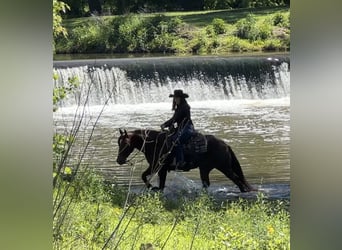 American Quarter Horse, Ruin, 5 Jaar, Roodvos