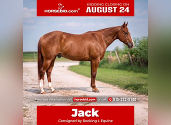 American Quarter Horse, Ruin, 5 Jaar, Roodvos