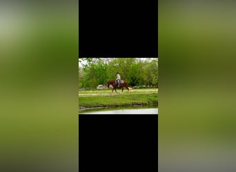 American Quarter Horse, Ruin, 5 Jaar, Roodvos