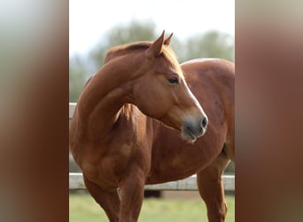 American Quarter Horse, Ruin, 5 Jaar, Roodvos