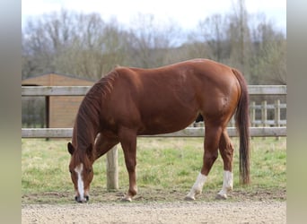 American Quarter Horse, Ruin, 5 Jaar, Roodvos