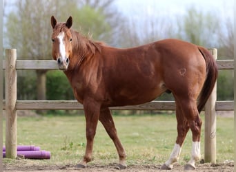 American Quarter Horse, Ruin, 5 Jaar, Roodvos
