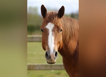 American Quarter Horse, Ruin, 5 Jaar, Roodvos