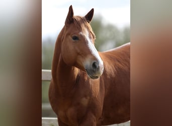 American Quarter Horse, Ruin, 5 Jaar, Roodvos