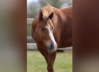 American Quarter Horse, Ruin, 5 Jaar, Roodvos