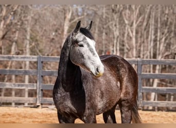 American Quarter Horse, Ruin, 5 Jaar, Schimmel