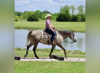 American Quarter Horse, Ruin, 5 Jaar, Schimmel