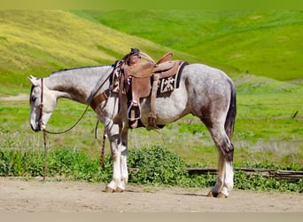 American Quarter Horse, Ruin, 5 Jaar, Schimmel