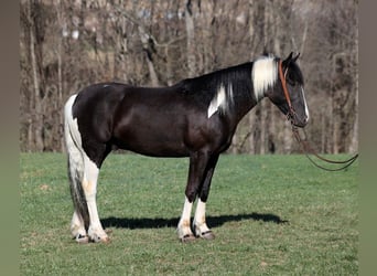 American Quarter Horse, Ruin, 5 Jaar, Tobiano-alle-kleuren