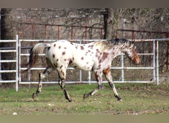 American Quarter Horse, Ruin, 5 Jaar, Vos