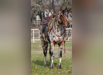 American Quarter Horse, Ruin, 5 Jaar, Vos