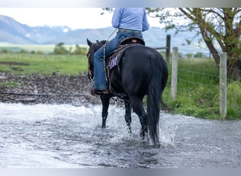 American Quarter Horse, Ruin, 5 Jaar, Zwart