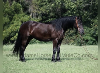 American Quarter Horse, Ruin, 5 Jaar, Zwart