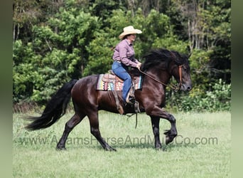 American Quarter Horse, Ruin, 5 Jaar, Zwart