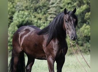 American Quarter Horse, Ruin, 5 Jaar, Zwart