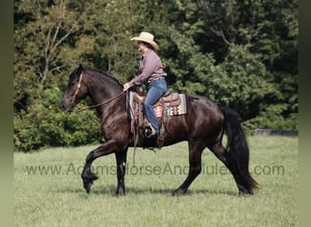 American Quarter Horse, Ruin, 5 Jaar, Zwart