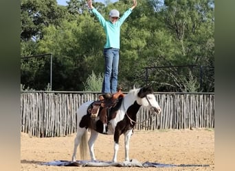American Quarter Horse, Ruin, 6 Jaar, 109 cm, Tobiano-alle-kleuren