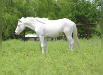 American Quarter Horse, Ruin, 6 Jaar, 132 cm, Overo-alle-kleuren