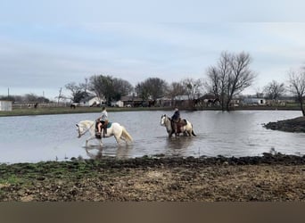 American Quarter Horse, Ruin, 6 Jaar, 132 cm, Overo-alle-kleuren