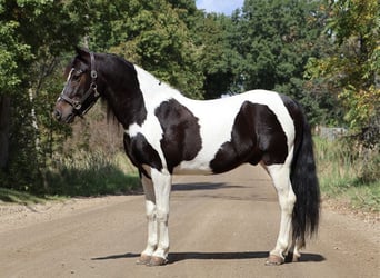 American Quarter Horse, Ruin, 6 Jaar, 137 cm, Tobiano-alle-kleuren