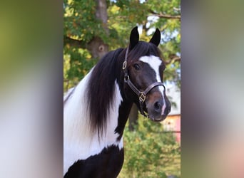 American Quarter Horse, Ruin, 6 Jaar, 137 cm, Tobiano-alle-kleuren