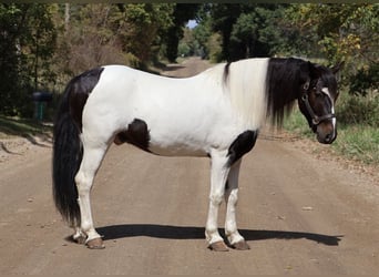 American Quarter Horse, Ruin, 6 Jaar, 137 cm, Tobiano-alle-kleuren