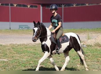 American Quarter Horse, Ruin, 6 Jaar, 137 cm, Tobiano-alle-kleuren