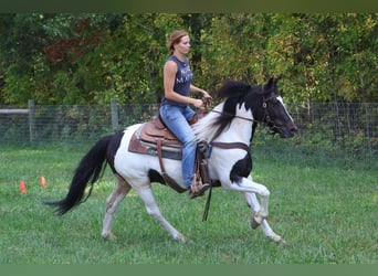 American Quarter Horse, Ruin, 6 Jaar, 137 cm, Tobiano-alle-kleuren