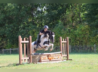 American Quarter Horse, Ruin, 6 Jaar, 137 cm, Tobiano-alle-kleuren