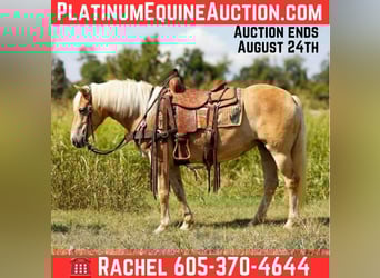 American Quarter Horse, Ruin, 6 Jaar, 140 cm, Palomino